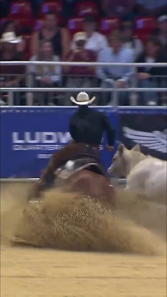 𝟖 𝒔𝒉𝒐𝒘𝒔, 𝟖 𝒘𝒊𝒏𝒔🤙 Winning highlights from the incredible 2025 show season. 💥 Spring Stakes Open Champion – �