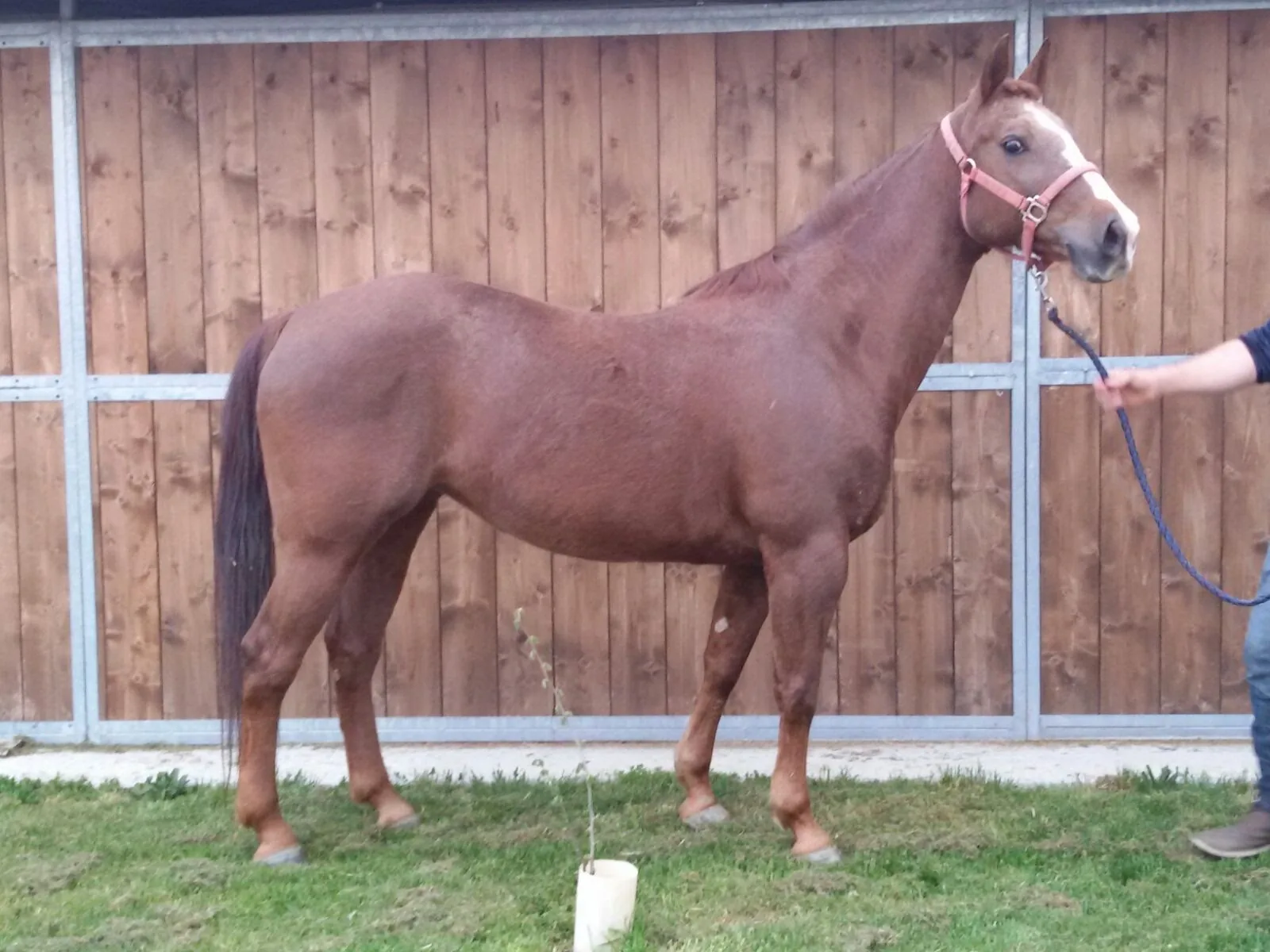 La struttura del ranch 2