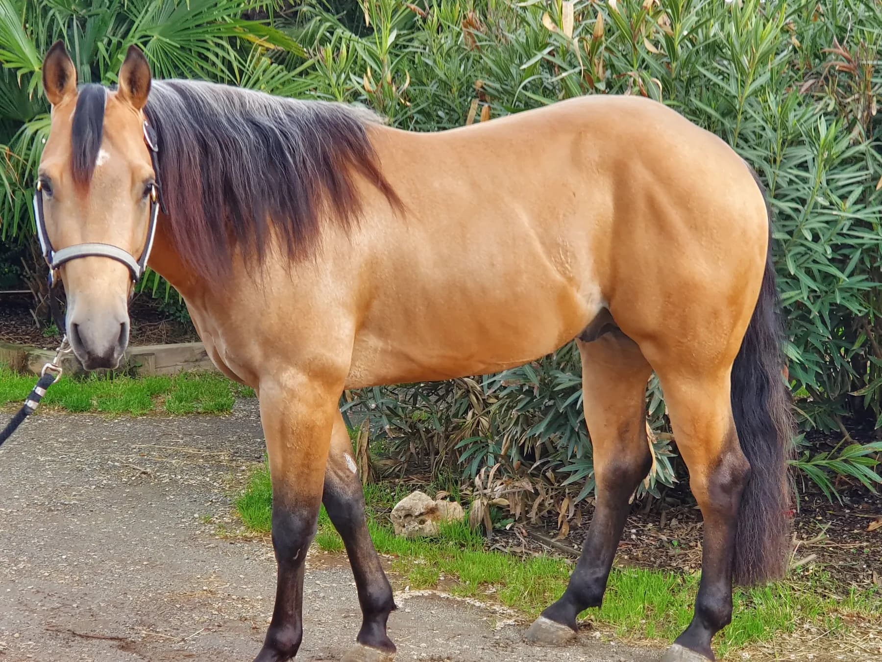 Quarter Horse al ranch 2