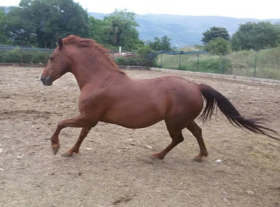 La scuola del ranch 3