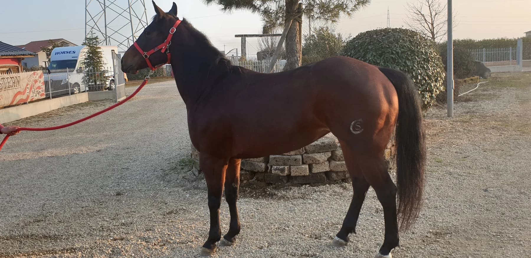 Quarter Horse al ranch 4