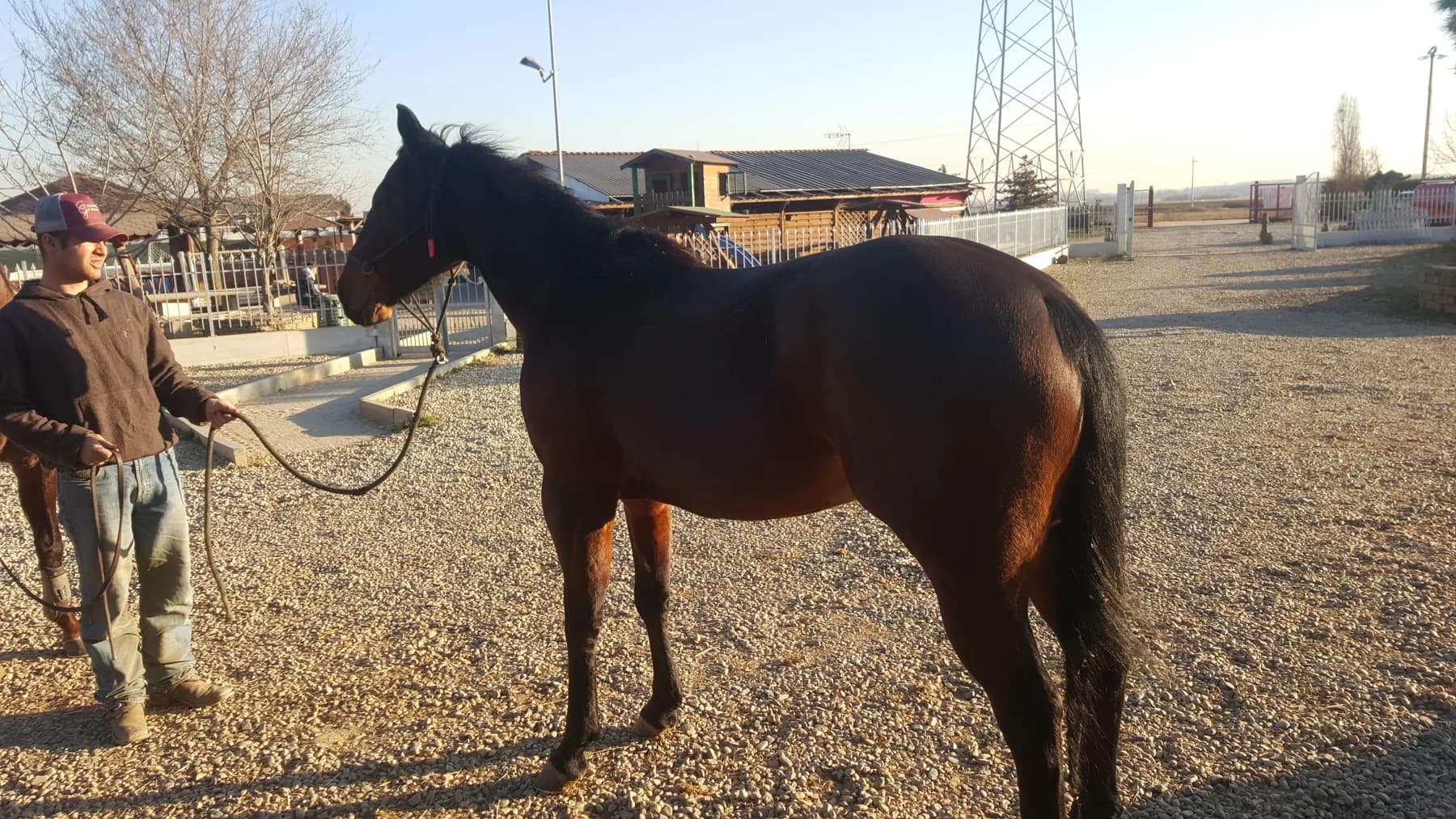 Quarter Horse al ranch 1