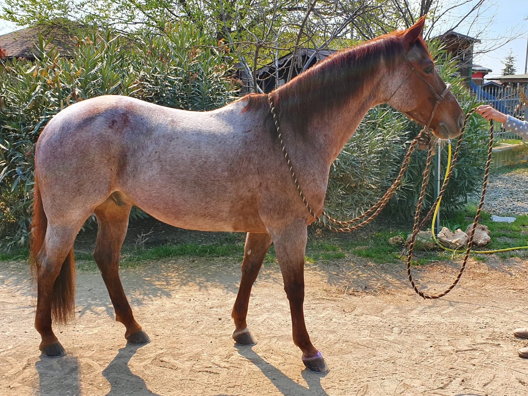 Quarter Horse al ranch 3