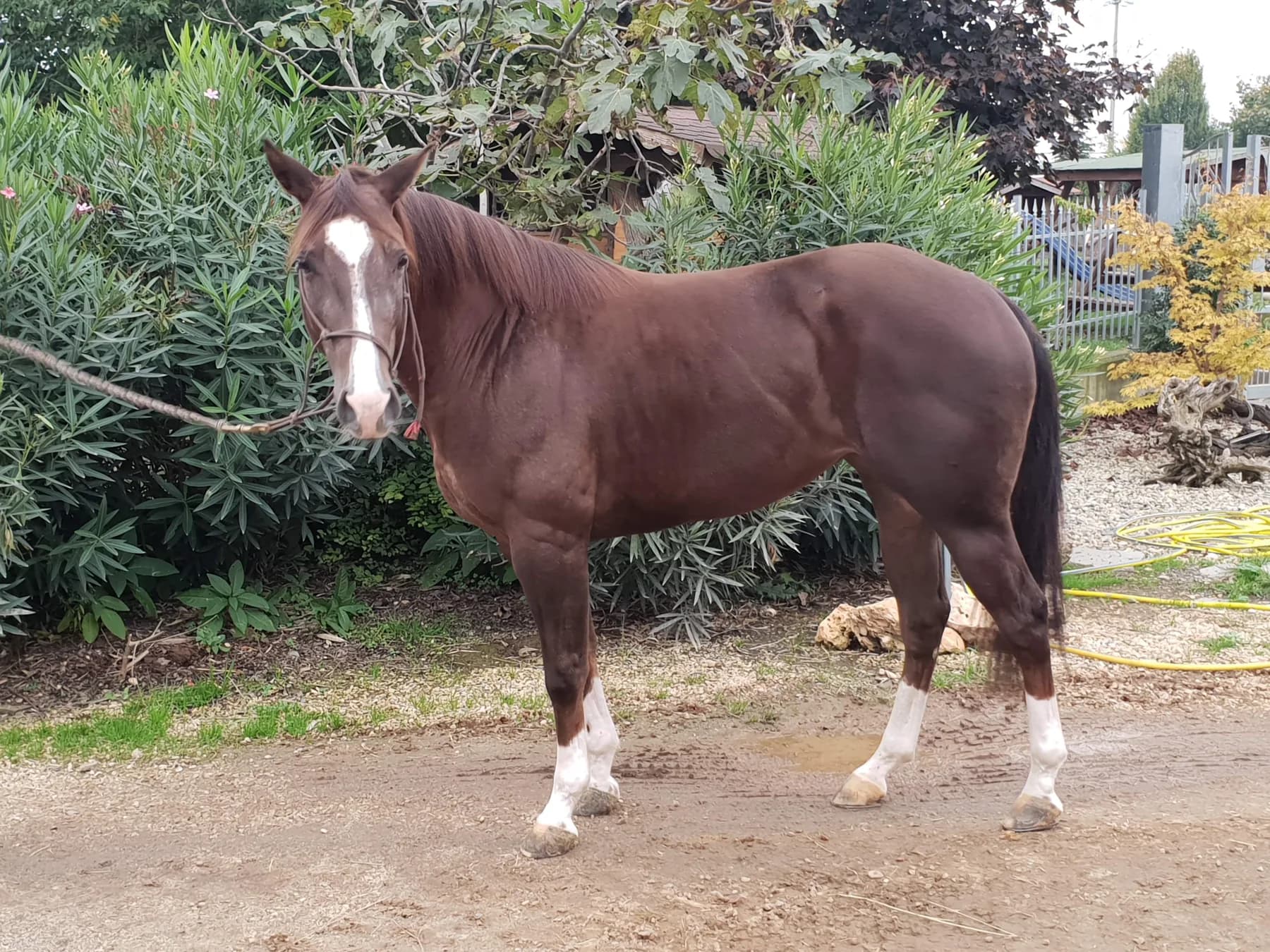 Un Quarter Horse sorrel nel paddock del ranch